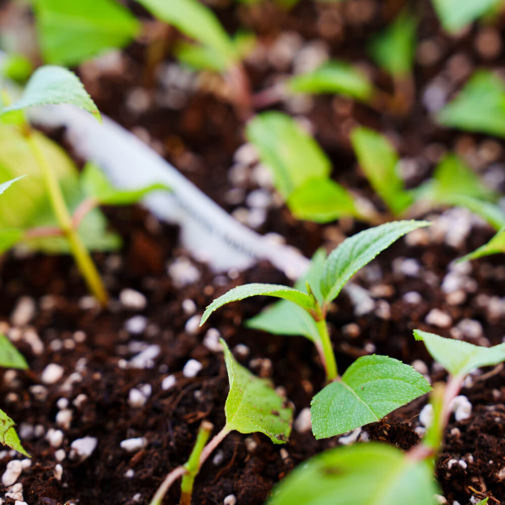 Perlite in soil