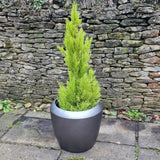 garden pewter planter with plant