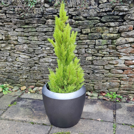 garden pewter planter with plant