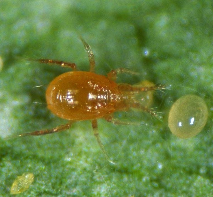 Phytoseiulus Persimilis Red Spider Mite Control