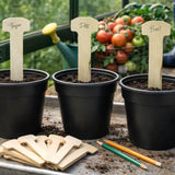 Three potted plants with wooden labels indicating their names, set against a garden background.