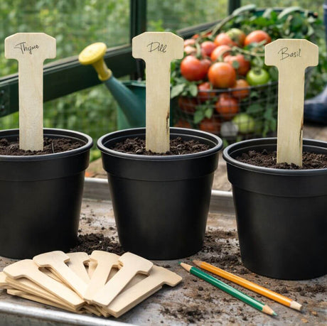 Three potted plants with wooden labels indicating their names, set against a garden background.