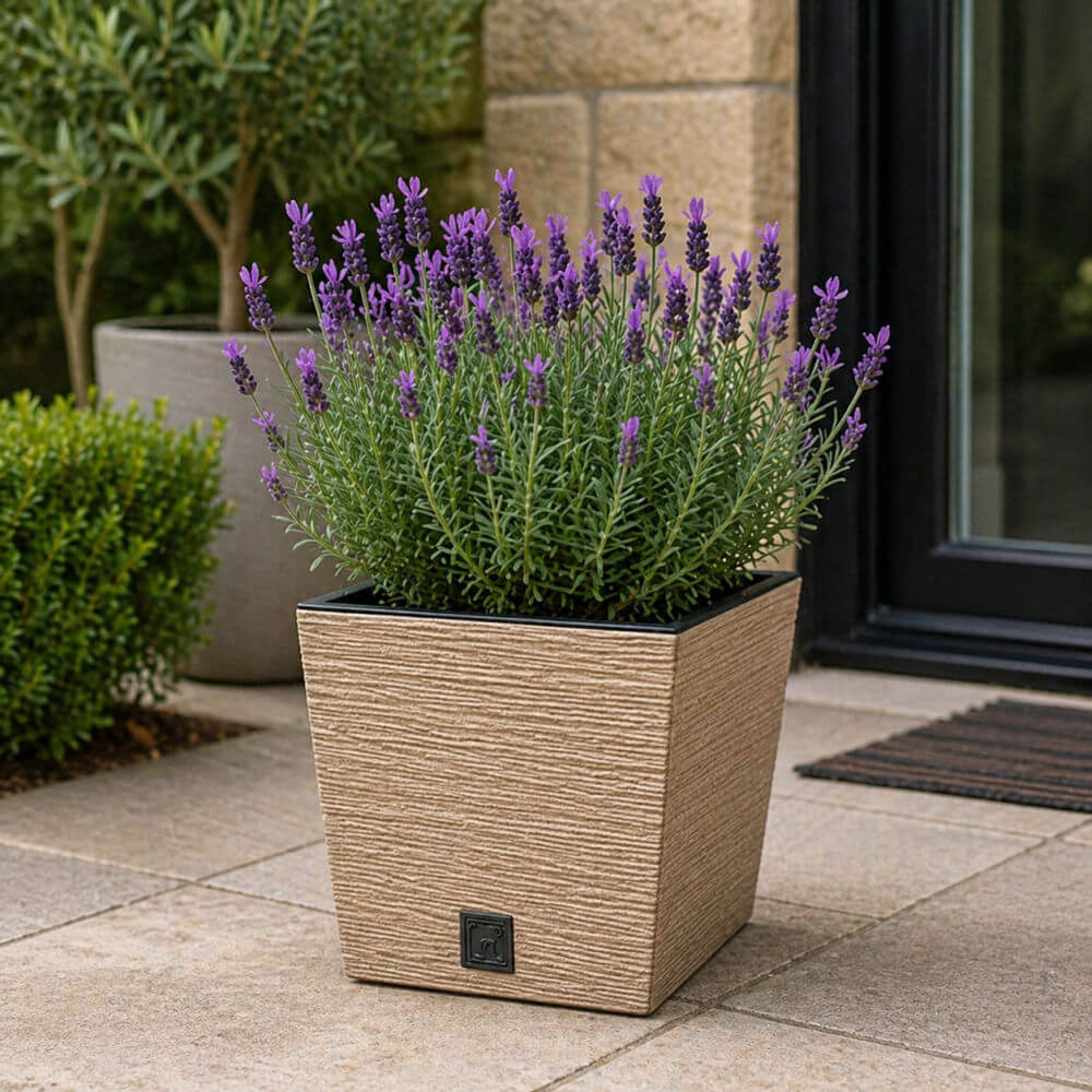 Potted lavender plant on a patio with a stone wall and door in the background