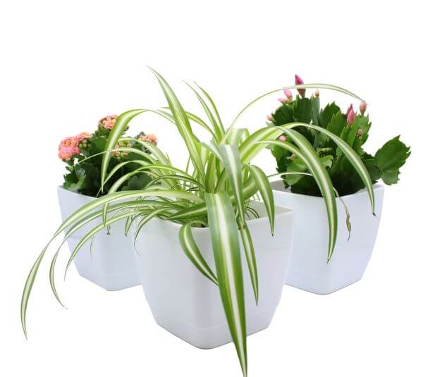 Three square-shaped indoor plant pots in white color, each containing a potted plant.