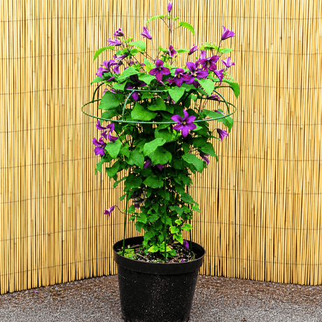 Potted plant with purple flowers against a bamboo background
