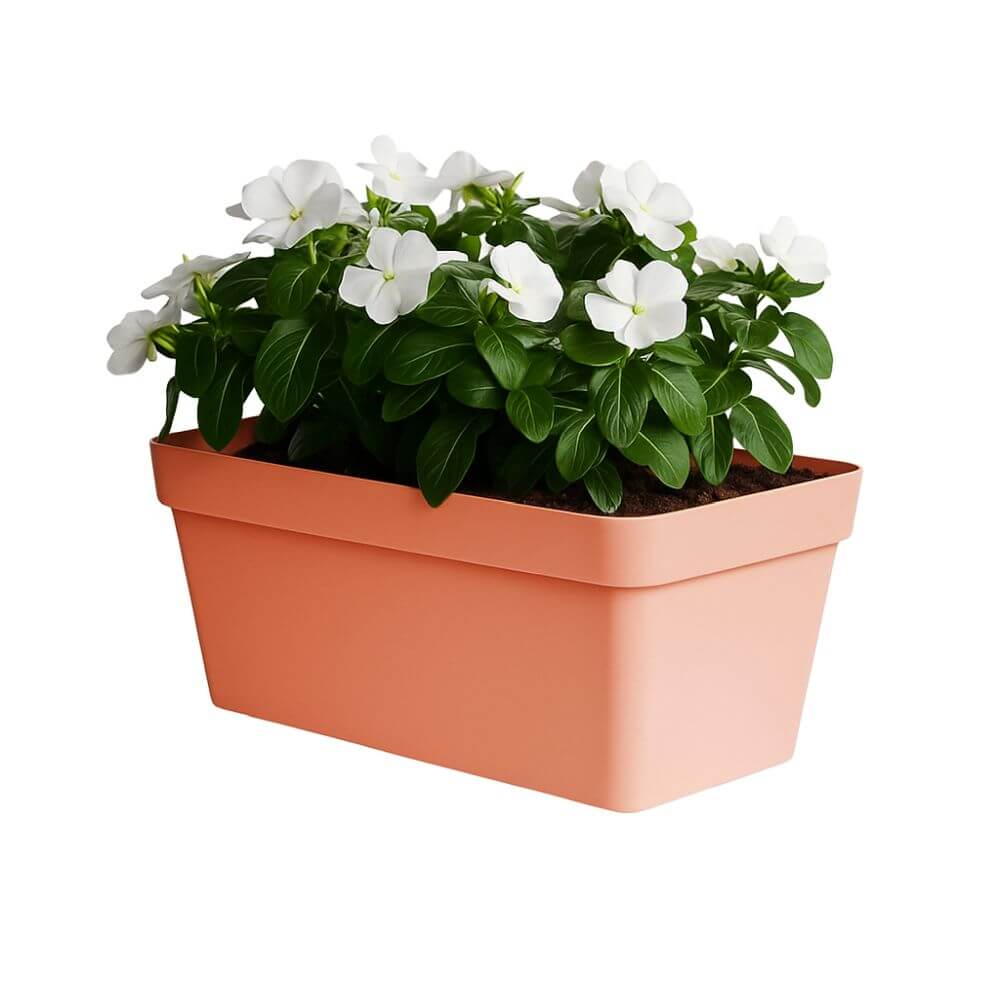 Teracotta plant pot with white flowers in