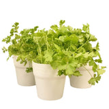 Nora Plant Pots 12cm White Grey or Copper