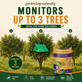 plum moth trap showing protects 3 trees