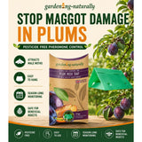 plum moth traps showing it damages plums