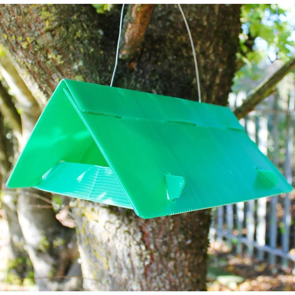 plum moth trap green
