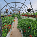 Polytunnel Greenhouse Polycarbonate 6mm