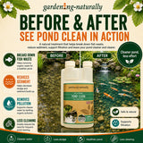 Advertisement for 'Pond Clean' product showing before and after effects on a pond with koi fish.