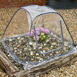 garden cloche see through pop up