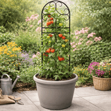 Potted plant with tomato plants on a pot trellis in garden background