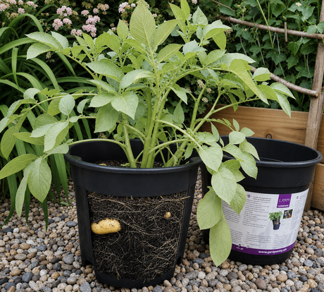 Potatoes growing in a potato grow pot stood in a garden