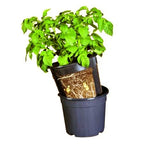 A black grow pot with a potato plant that has been lifted partially out of the pot, showing the soil and roots.
