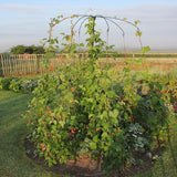 Parasol Plant Support for Flowers or Beans