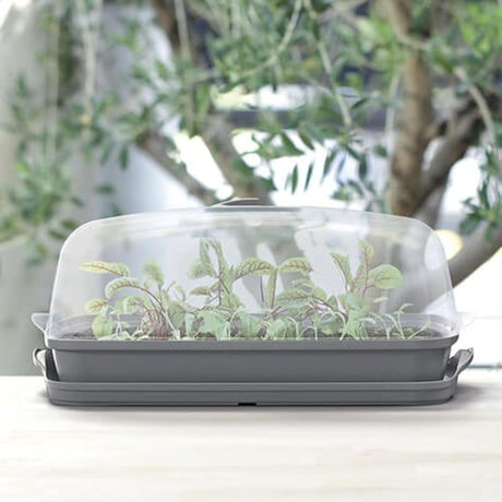 A small gray seed starter tray with a clear plastic dome lid, containing young green plants, set on a light surface with a blurred indoor garden background.