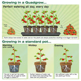 quadgrow infographics