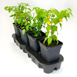 quadgrow planter with self watering system