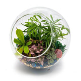 Terrarium Filler Kit