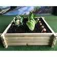 raised square veg bed with vegetables growing inside