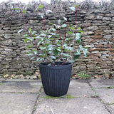 rhonda planter with plant grey