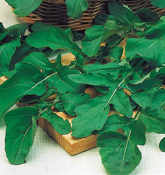 A photo showing mature rocket leaves (Eruca sativa) with large green leaves, indicative of the product one might expect from sowing this seed variety.