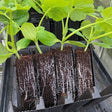 sweet pea young plants in open root trainers