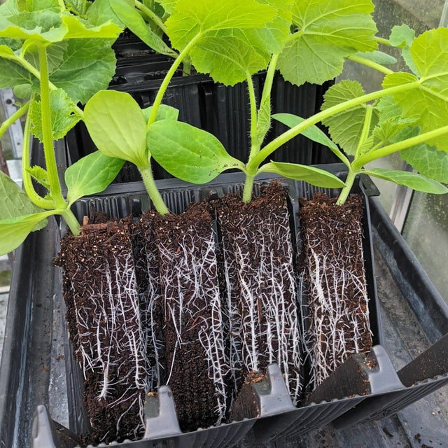 sweet pea young plants in open root trainers