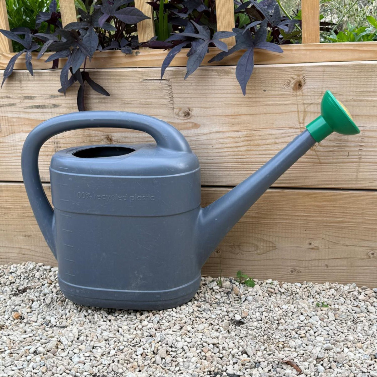 A gray plastic watering can with a green rose sits on gravel in front of a wooden fence and planter box.