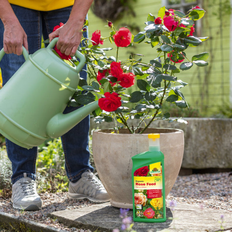 garden rose plant feeding