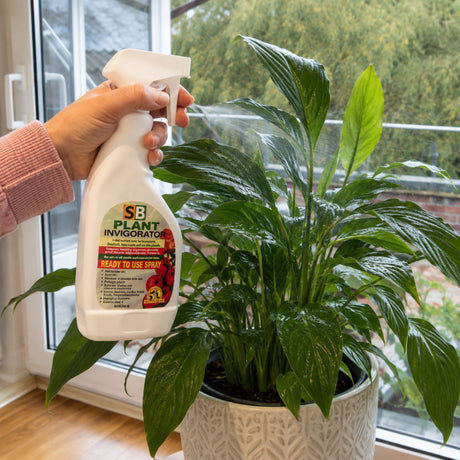 A hand holding a white spray bottle labeled 'SE Plant Invigorator' next to a green peace lily plant in a white textured pot.