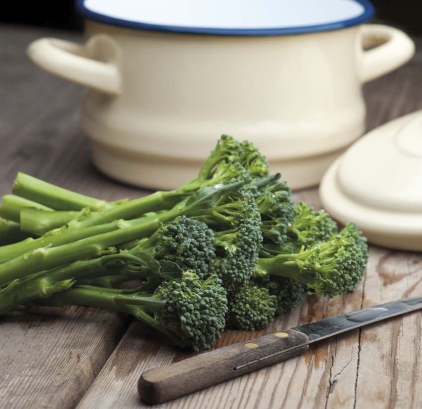 Organic Broccoli Seed - Green Sprouting