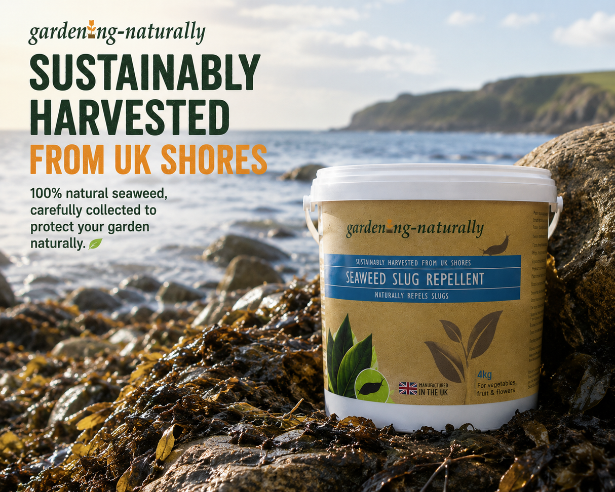 Seaweed slug repellent container on a rocky shore with text about sustainably harvested seaweed.
