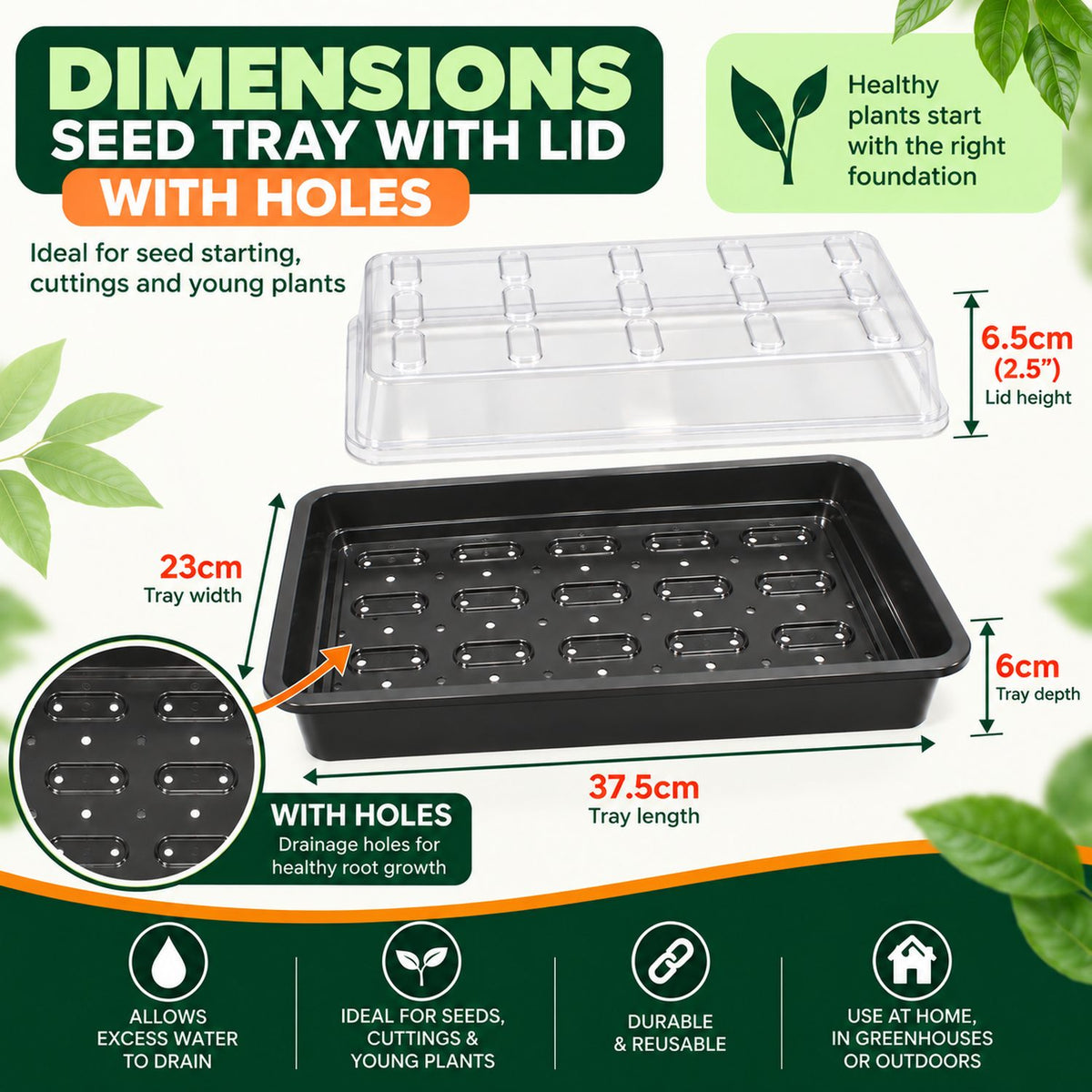 seed tray with drainage holes and clear lid measuring 37.5cm x 23cm x 6cm