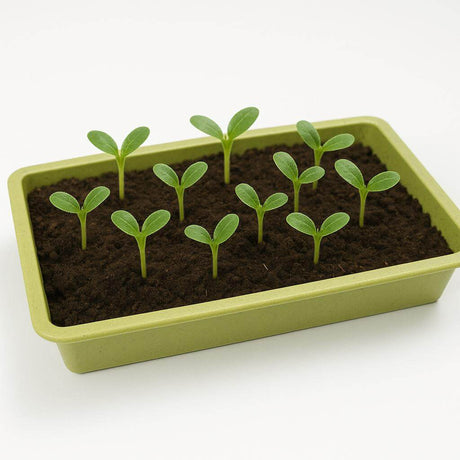 Seedlings growing in green bamboo seed tray