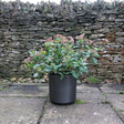 sheer cylinder obsidian grey planter