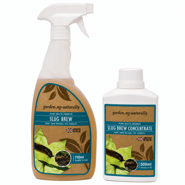 A 750ml spray bottle of gardening-naturally Slug Brew and a 500ml bottle of Slug Brew Concentrate, both showing the product labels on a plain white background.
