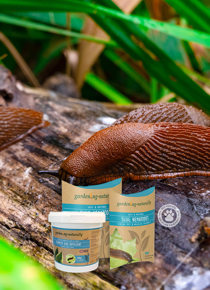 Slug with Slug Nematode and repellent products
