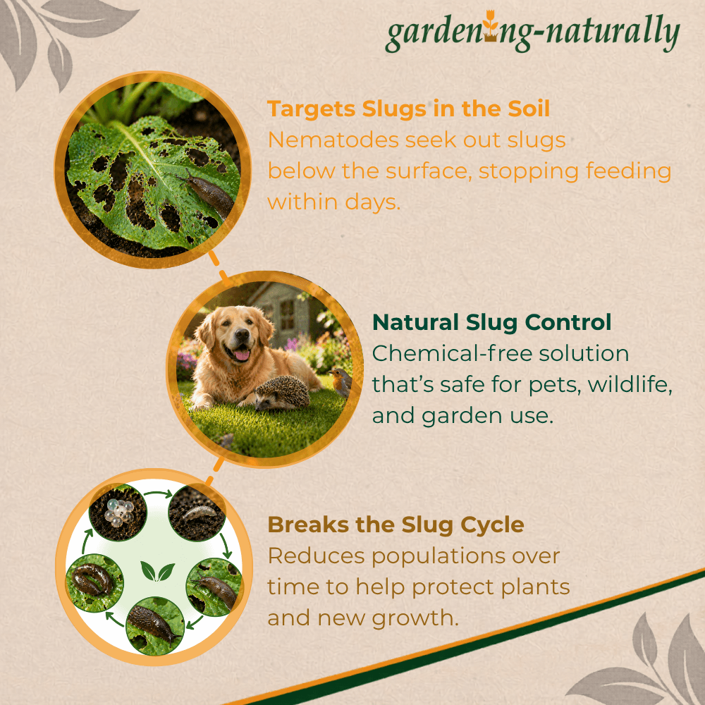 Advertisement for natural slug control solution with a dog and snail on grass, and text about nematodes targeting slugs.