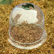 small garden bell cloche for plants