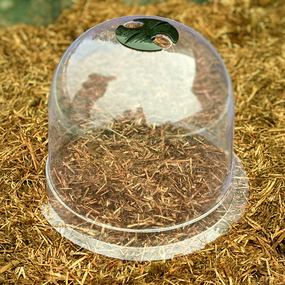 small garden bell cloche for plants