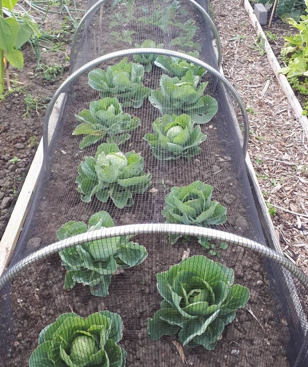 High Top Hoops Ideal For Taller Crops