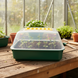 Green seedling tray with transparent lid on a wooden table in a greenhouse.