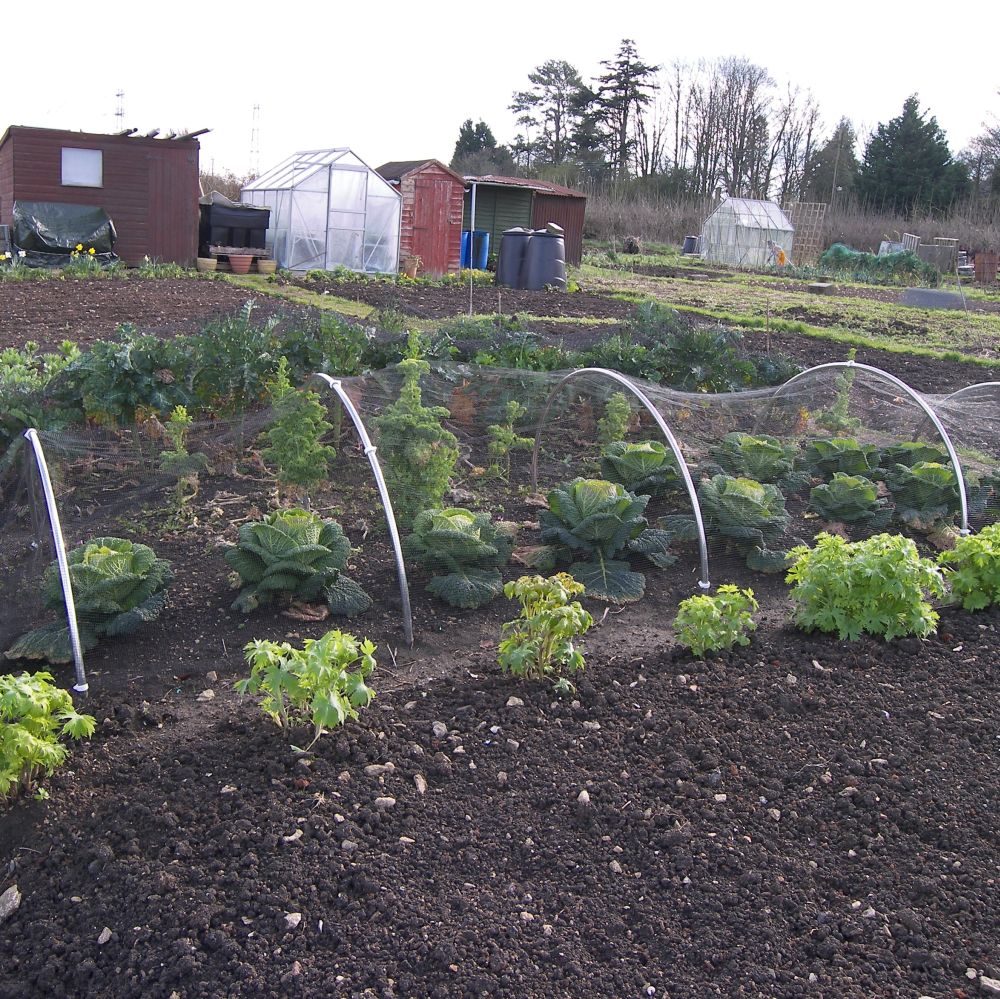 metal garden hoops with netting over cabbages