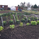 metal garden hoops with netting over cabbages