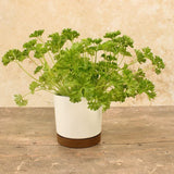 White Plant Pots Indoor or Outdoor Chloe