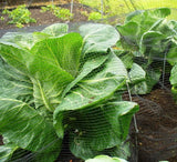 Netting and Fleece Covers For Green Hoop Tunnels