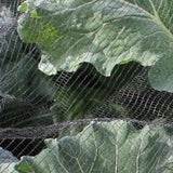 soft butterfly netting shown close up over vege